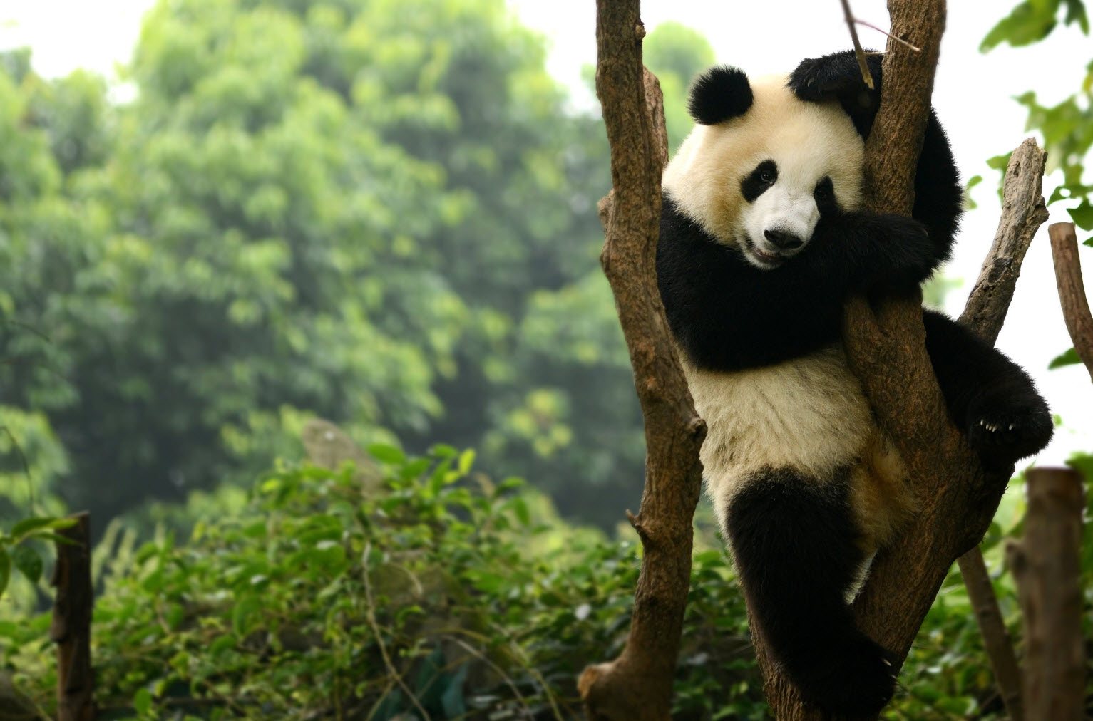 panda hainan